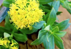 Rhodiola