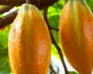 Theobroma Cacao